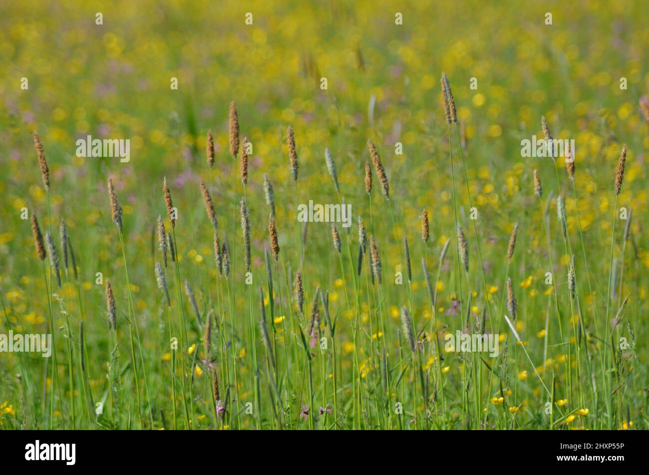 Bunte Wiese Landschaft Stockfoto