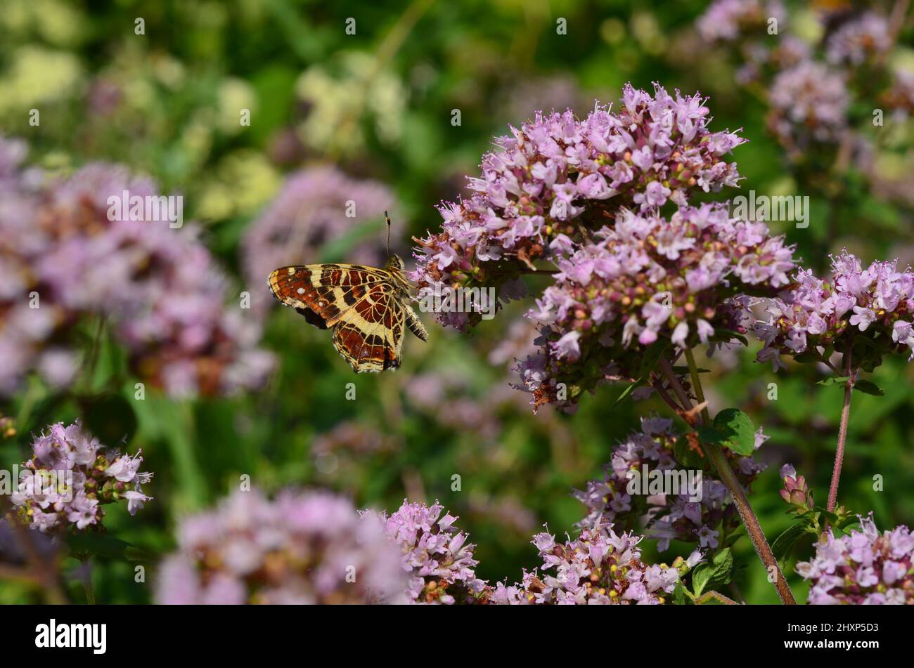 Landkärtchen Schmetterling auf Oregano Blüten Stockfoto