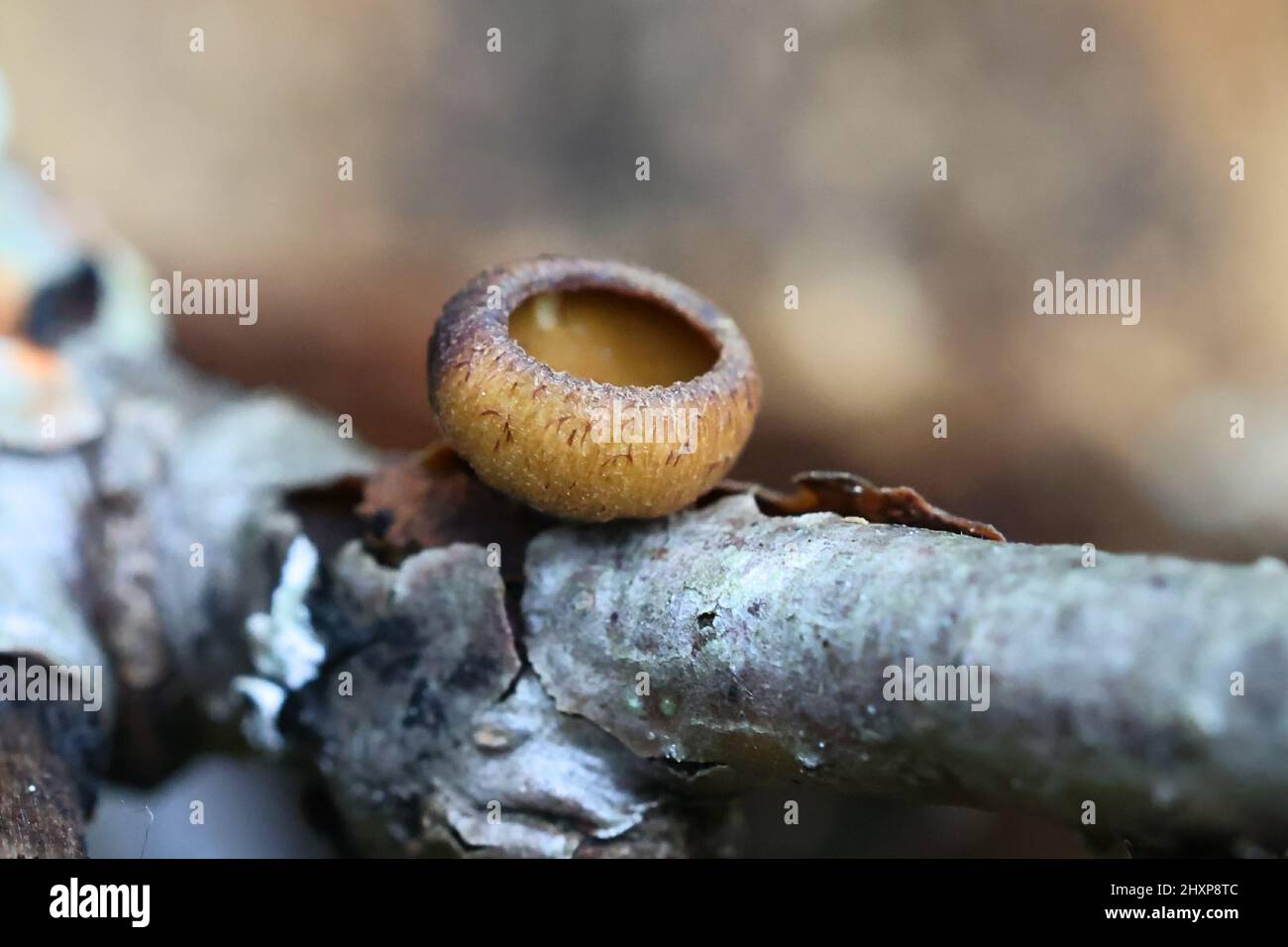 Rutstroemia alni, ein Tassenpilz, der auf grauer Erle wächst, einem Wildpilz aus Finnland Stockfoto