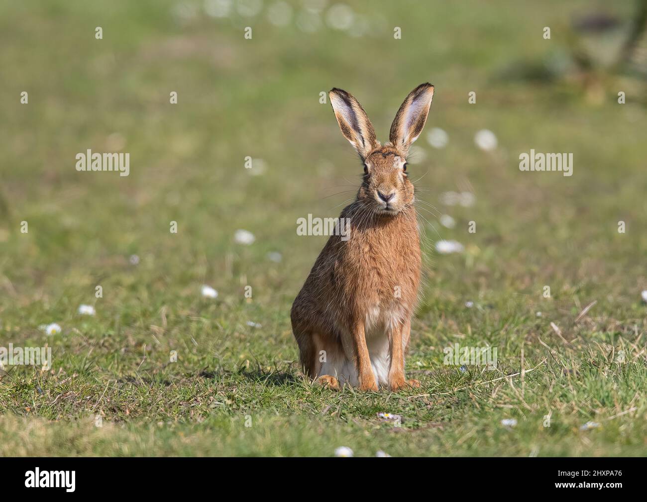 Ein wilder brauner Hasen, der in einer intimen Aufnahme auf die Kamera blickt und seine riesigen Ohren, Pelzdetails und schönen orangefarbenen Augen zeigt. Suffolk, Großbritannien Stockfoto