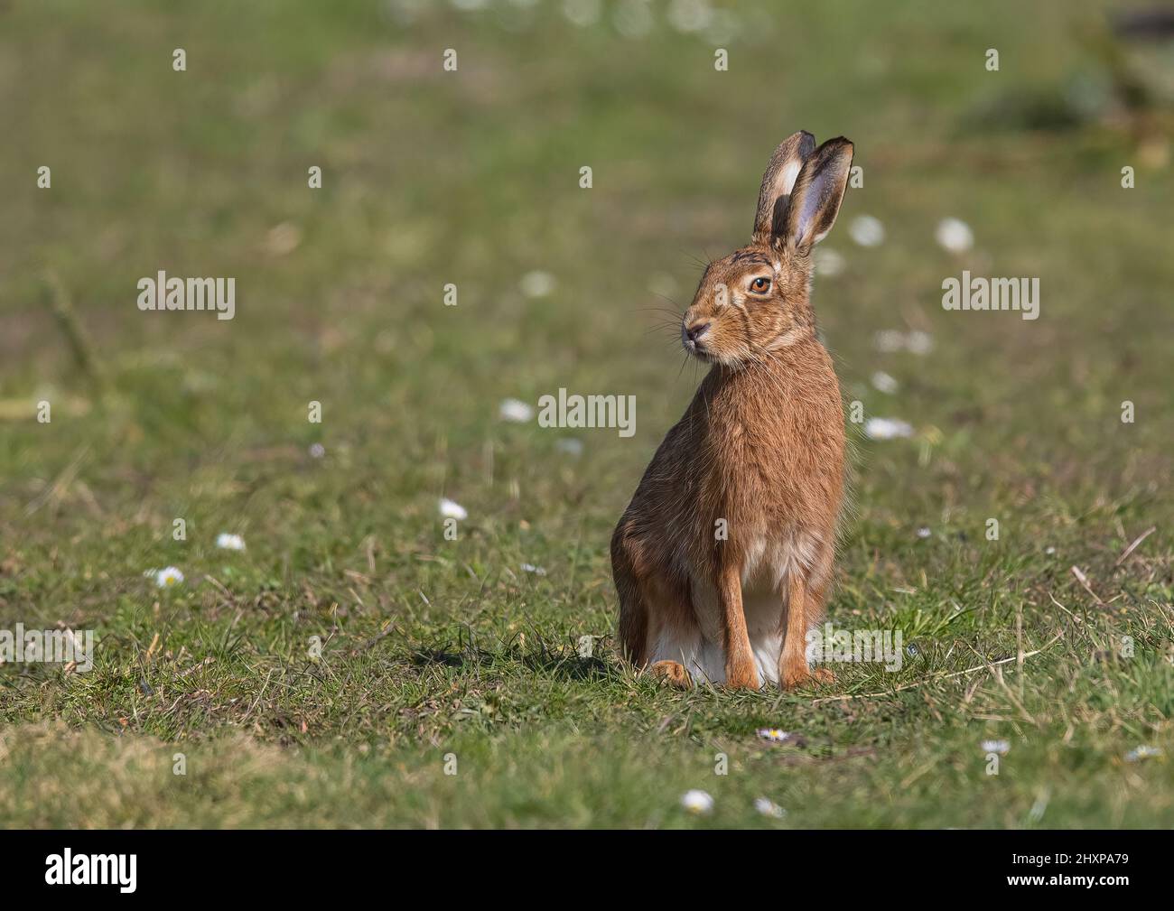 Ein wilder brauner Hasen, der zwischen den Gänseblümchen sitzt. Eine Nahaufnahme mit riesigen Ohren, Pelzdetails und schönen orangefarbenen Augen. Suffolk, Großbritannien Stockfoto