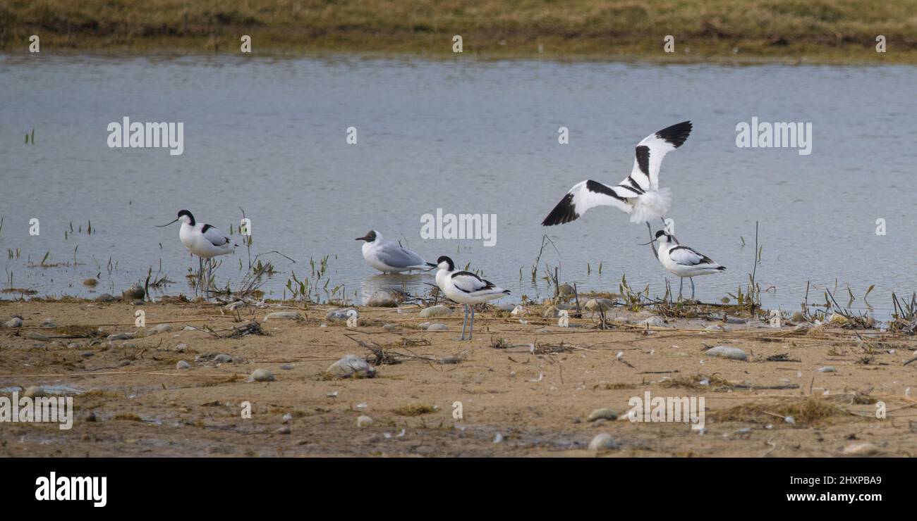 Avocettes élégantes dans le Hable d'Ault.Cote picarde. Stockfoto