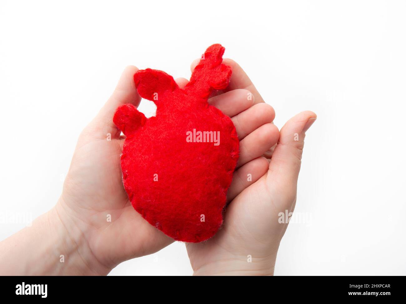 Nahaufnahme der Person Hände Handflächen halten roten Filz Stoff Herz Form inneres Organ. Gesundheitsfürsorge und medizinisches Konzept. Platz auf Weiß kopieren. Stockfoto