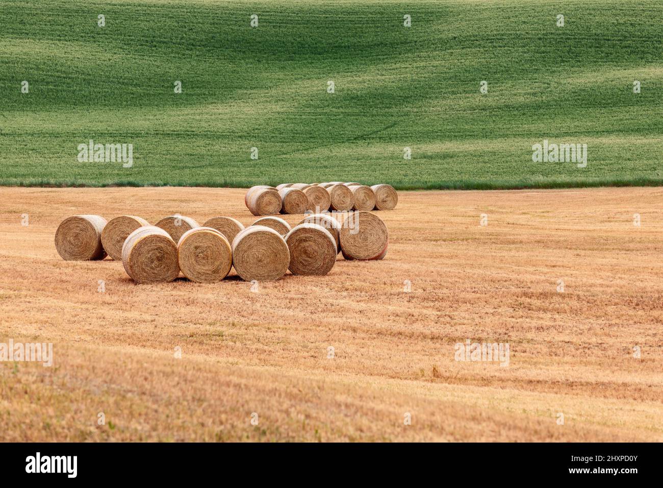 Minimalistische Landschaft aus zwei verschiedenen Feldern, eines mit gelbem Gras gemäht und aufgerollt und das andere noch grün mit ungeschnittenem Gras. Toskana, Italien Stockfoto