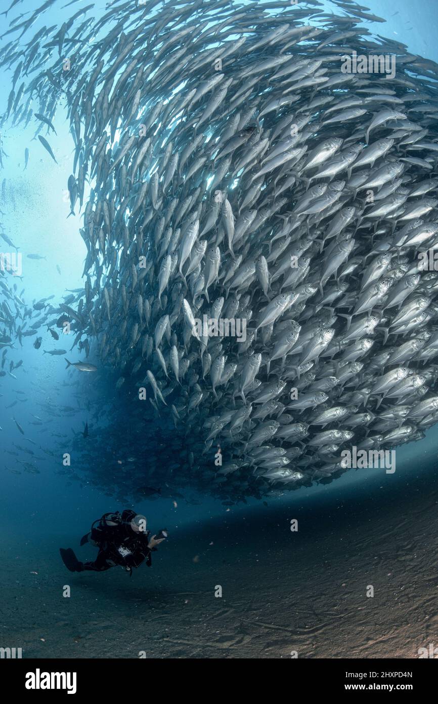 Ein Taucher bewundert in Ehrfurcht eine große Ansammlung von Bubenfischen in den Gewässern des Cabo Pulmo Marine National Park, wo die marine Biomasse exponentiell zugenommen hat Stockfoto