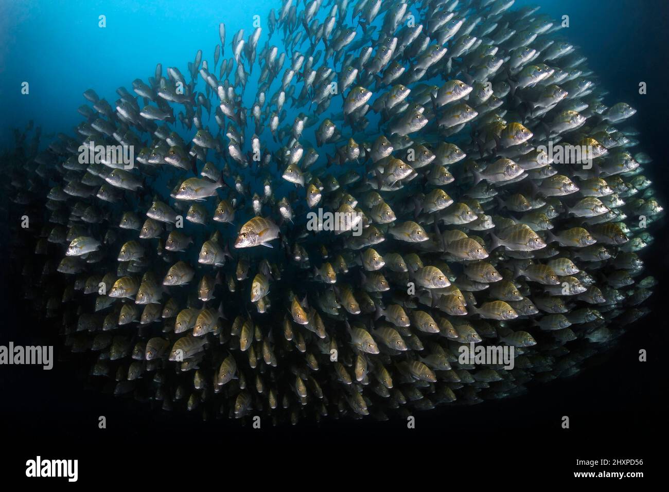 Große Anhäufung von Fischen in den Gewässern des Cabo Pulmo Marine National Park, wo die marine Biomasse exponentiell zugenommen hat, seit der Meerespark e war Stockfoto