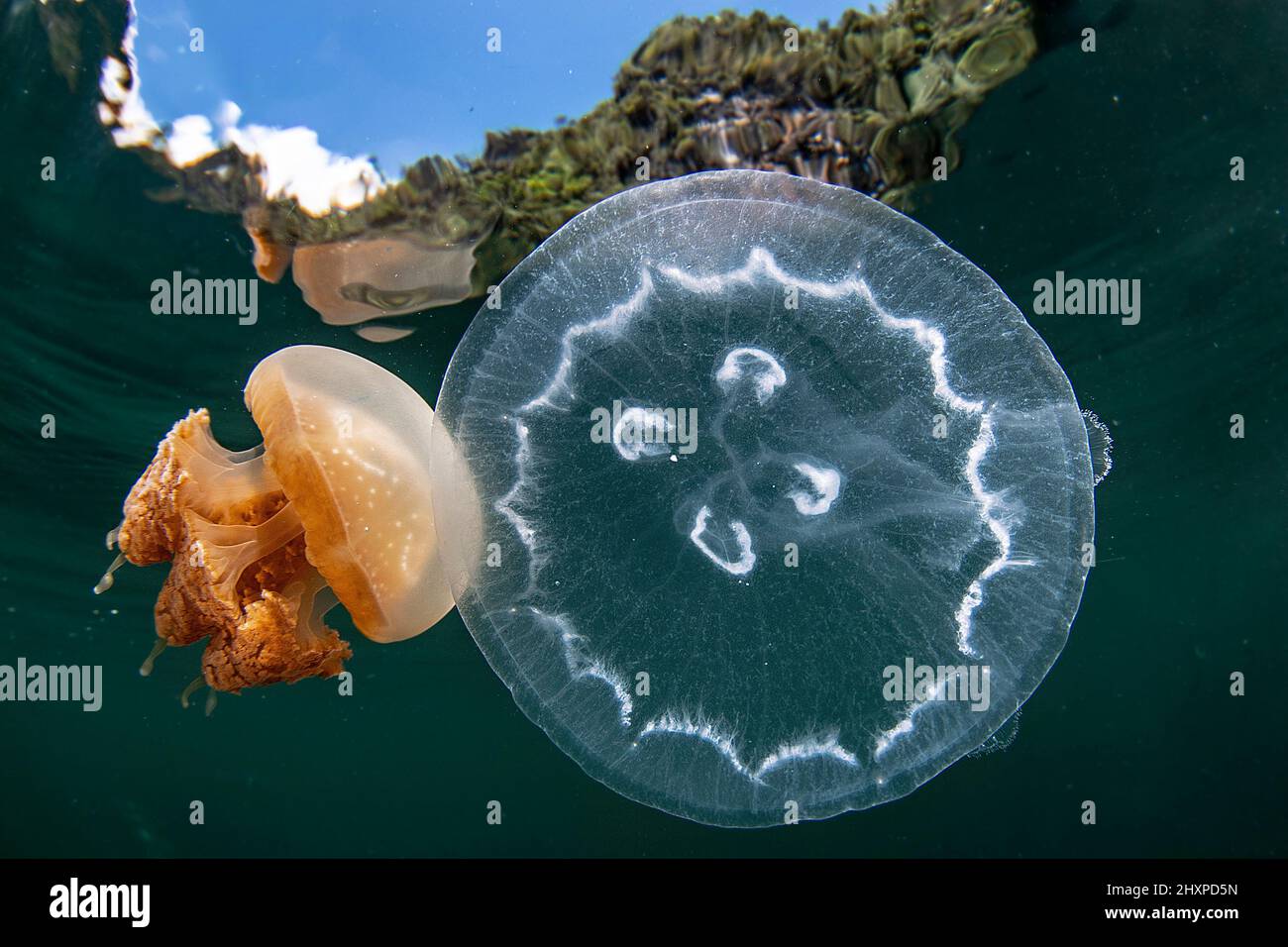 Goldene Quallen (Mastigias papua) des Jellyfish Lake, auf der Insel Eil Malk (Republik Palau, Mikronesien). Stockfoto