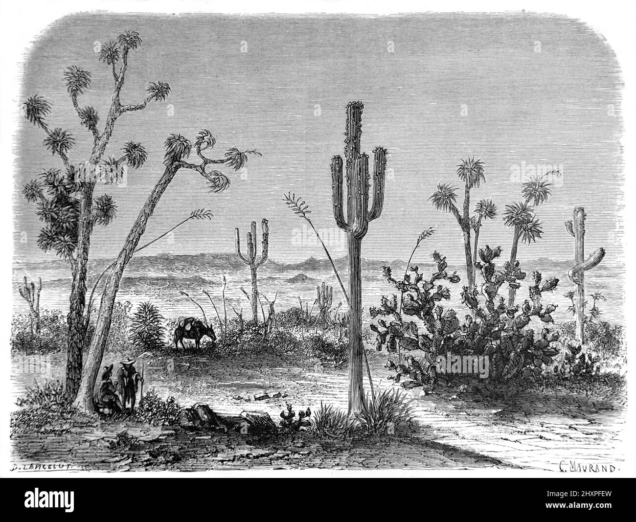 Saguaro, Carnegiea gigantea, aka Cereus giganteus, Giant Cereus Cacti oder Ceroid Cactus in seinem natürlichen Lebensraum der Sonoran Desert Arizona USA, USA oder USA. Vintage Illustration oder Gravur 1860. Stockfoto