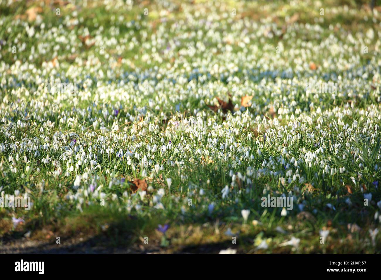 Schneeglöckchen blühen auf der Wiese Stockfoto