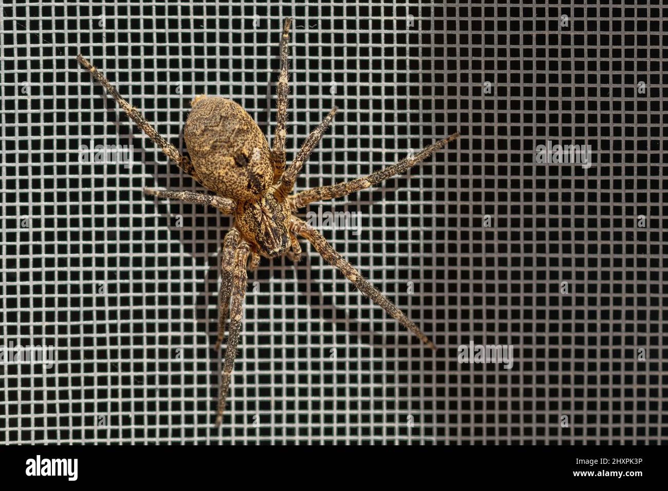 Zoropsis spinimana, Mediterranean Spiny False Wolf Spider Stockfoto