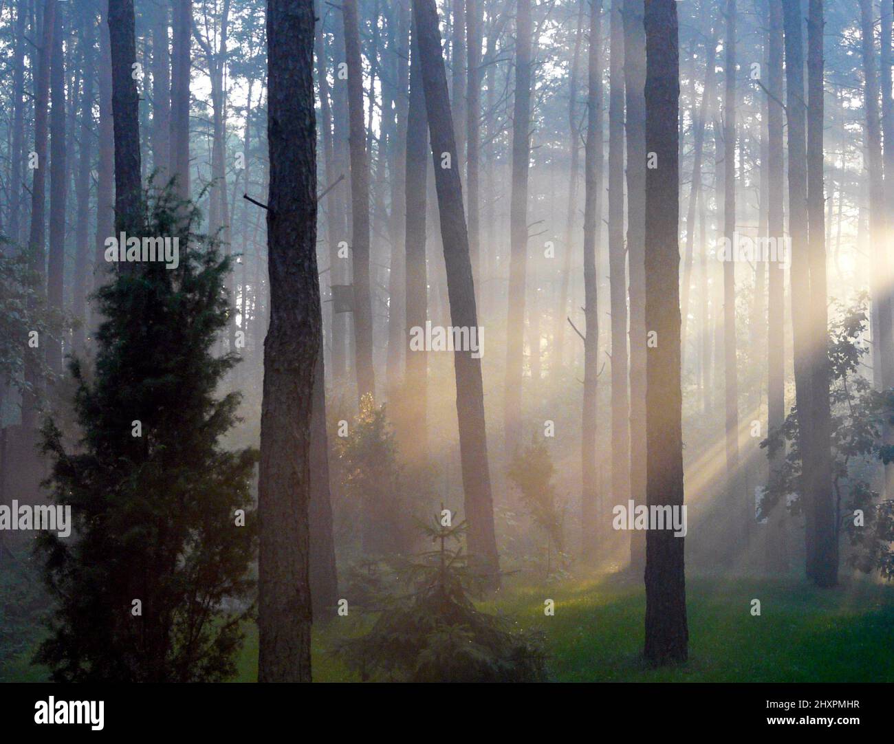 Neblige Waldlandschaft mit Lichtwellen im polnischen Wald bei Warschau Stockfoto