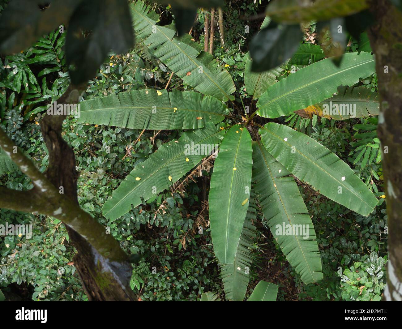 Draufsicht auf den Wild Banana Baum im tiefen Regenwald Thailands Stockfoto