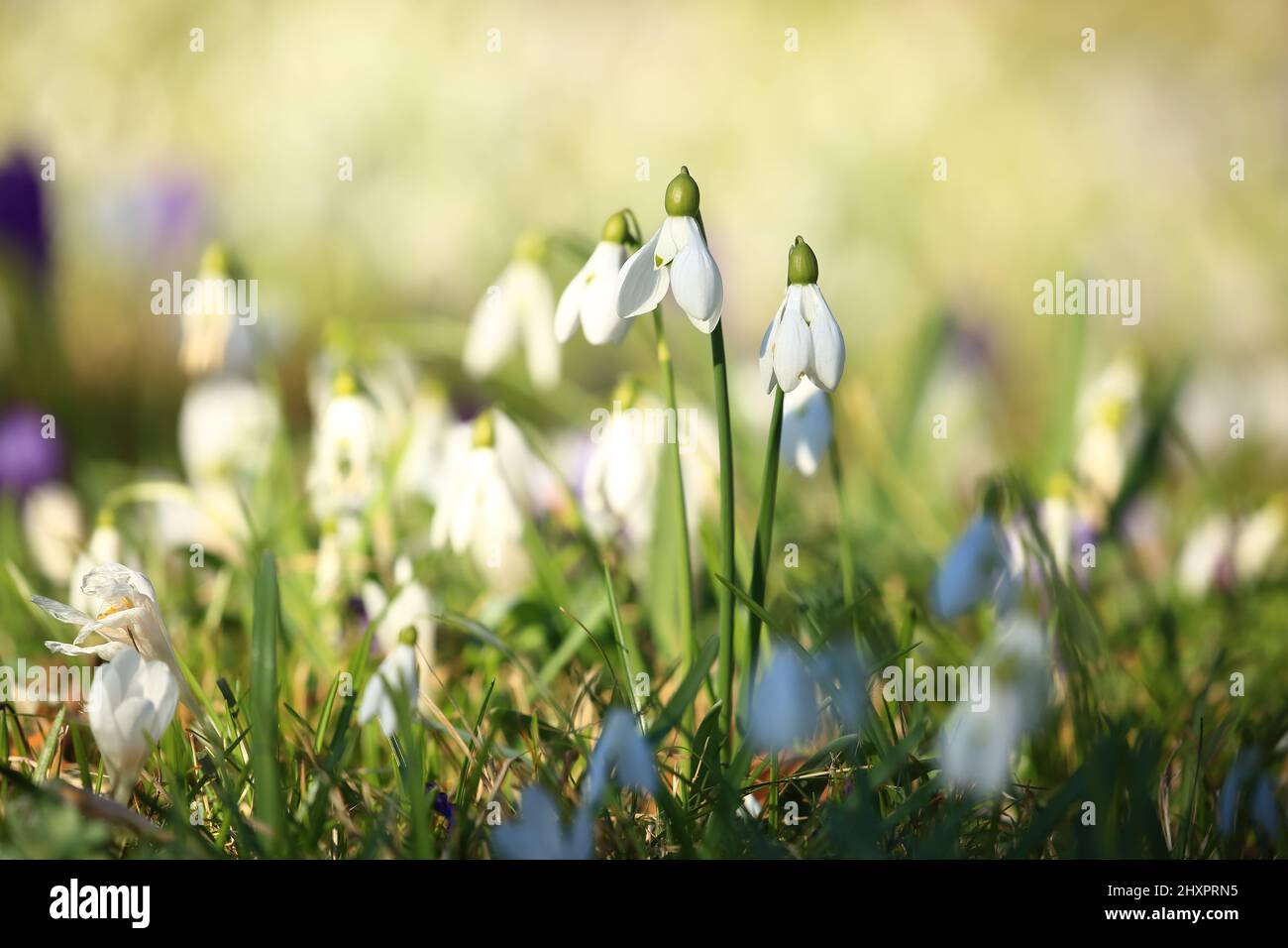 Schneeglöckchen (Galanthus nivalis) im Frühling auf der Wiese Stockfoto