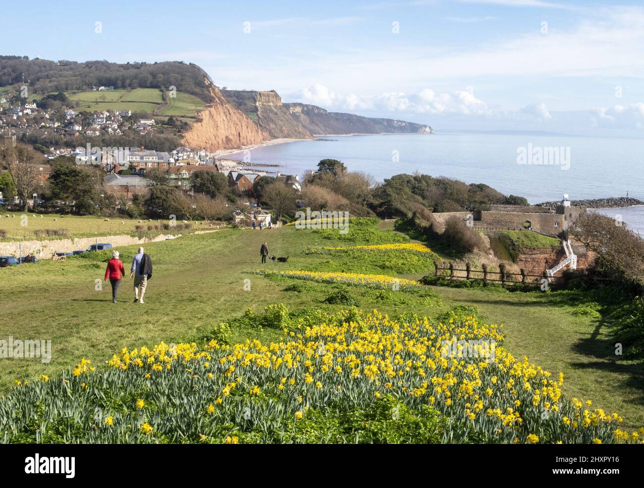 Sidmouth, 14.. März 22 von Ende Februar bis März verwandelt sich die Regency-Küstenstadt Sidmouth in einen Dunst aus goldenen Narzissen, das „Tal der Millionen Glühbirnen“ genannt wird. Nach einem Vermächtnis des verstorbenen Millionärs Keith Owen begann die Pflanzung im Jahr 2013, bisher wurden über 623.000 Pflanzen gepflanzt. Da sich die Glühbirnen vervielfacht haben, hat das Tal nun längst die 1-Millionen-Marke überschritten, und das Display zieht Besucher aus der ganzen Welt an. Die Stadt veranstaltet nun jährlich einen „Daffodil Day“ und hat eine neue Sorte namens „Sidmouth Daffodil“ entwickelt. Kredit: Photo Central/Alamy Live Nachrichten Stockfoto