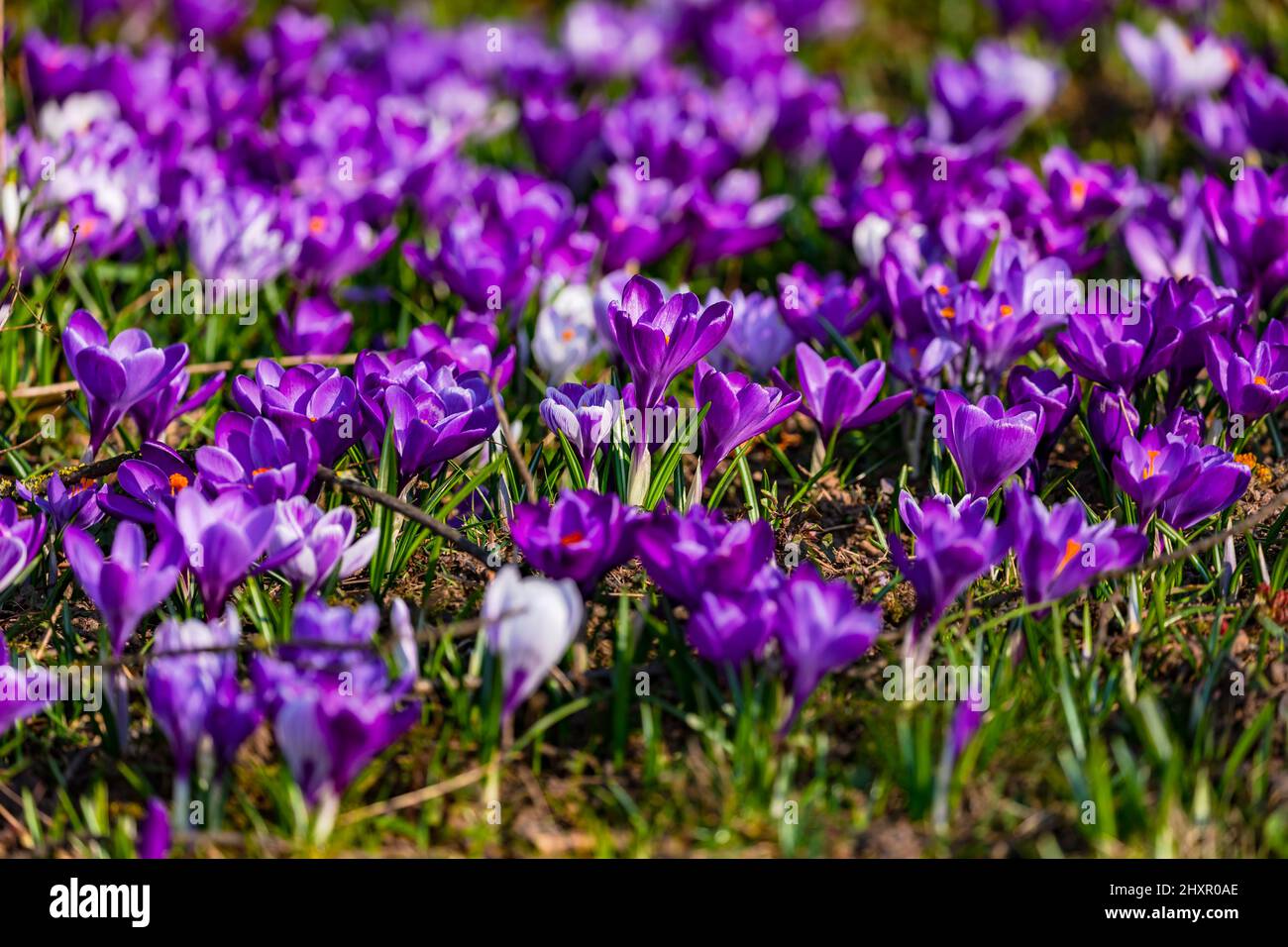 Nahaufnahme eines blühenden Meeres aus violetten Krokussen in einem Park in Deutschland Stockfoto