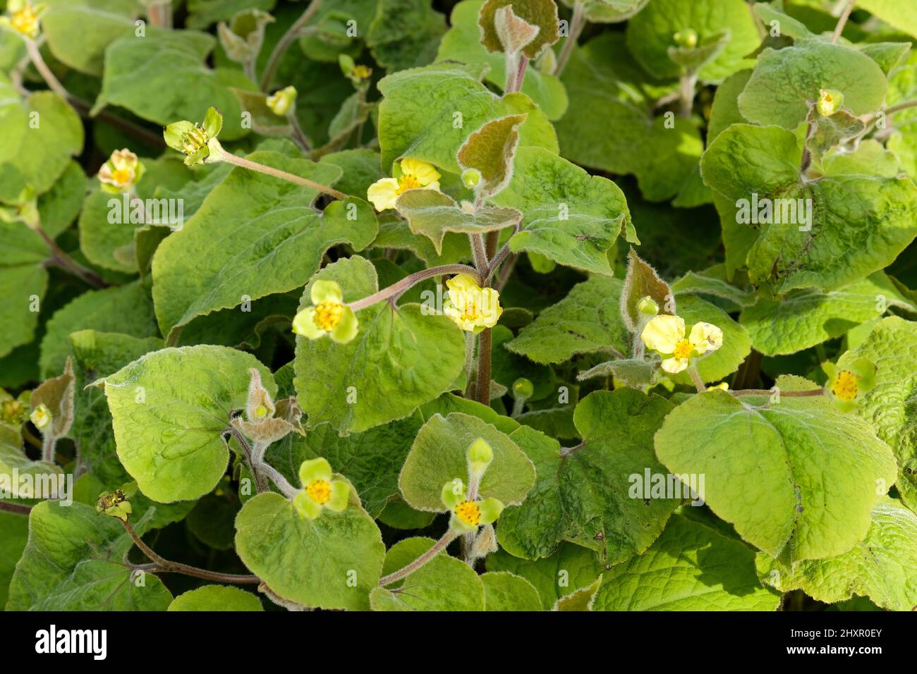 Saruma henryi, aufrechter wilder Ingwer. Gelbe, dreiblättrige Blüten. Stockfoto