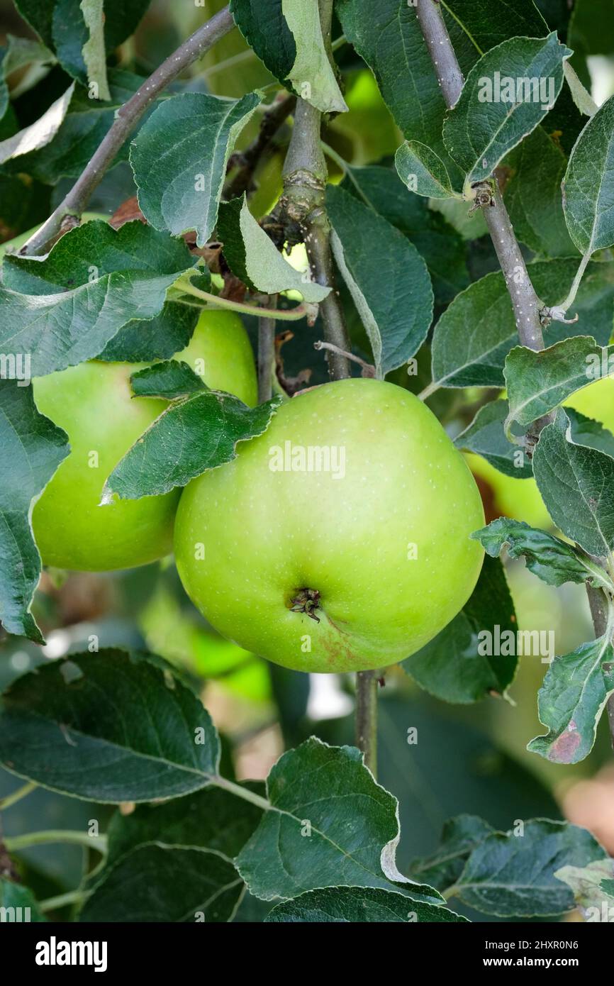 Malus domestica 'Warner's King', Apple 'Warner's King', Cooking Apple 'Warner's King', Culinary Apple 'Warner's King .Warners King, sehr groß, altes CO Stockfoto