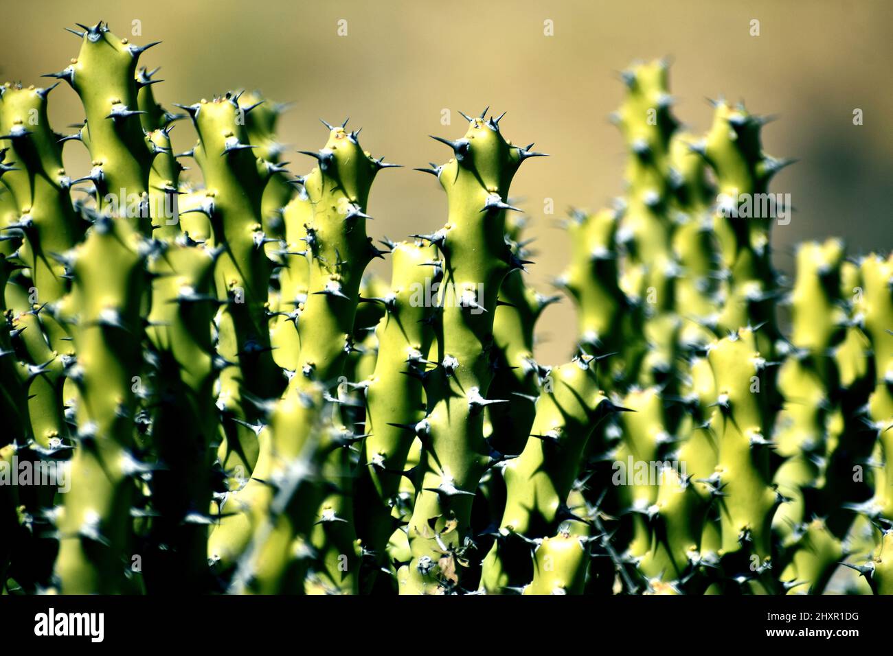 Schnapper der grünen Kaktuspflanze Stockfoto