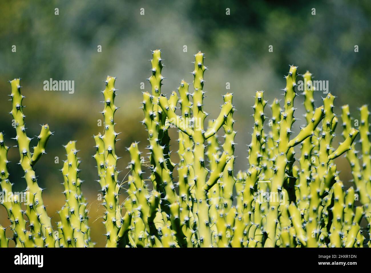 Schnapper der grünen Kaktuspflanze Stockfoto