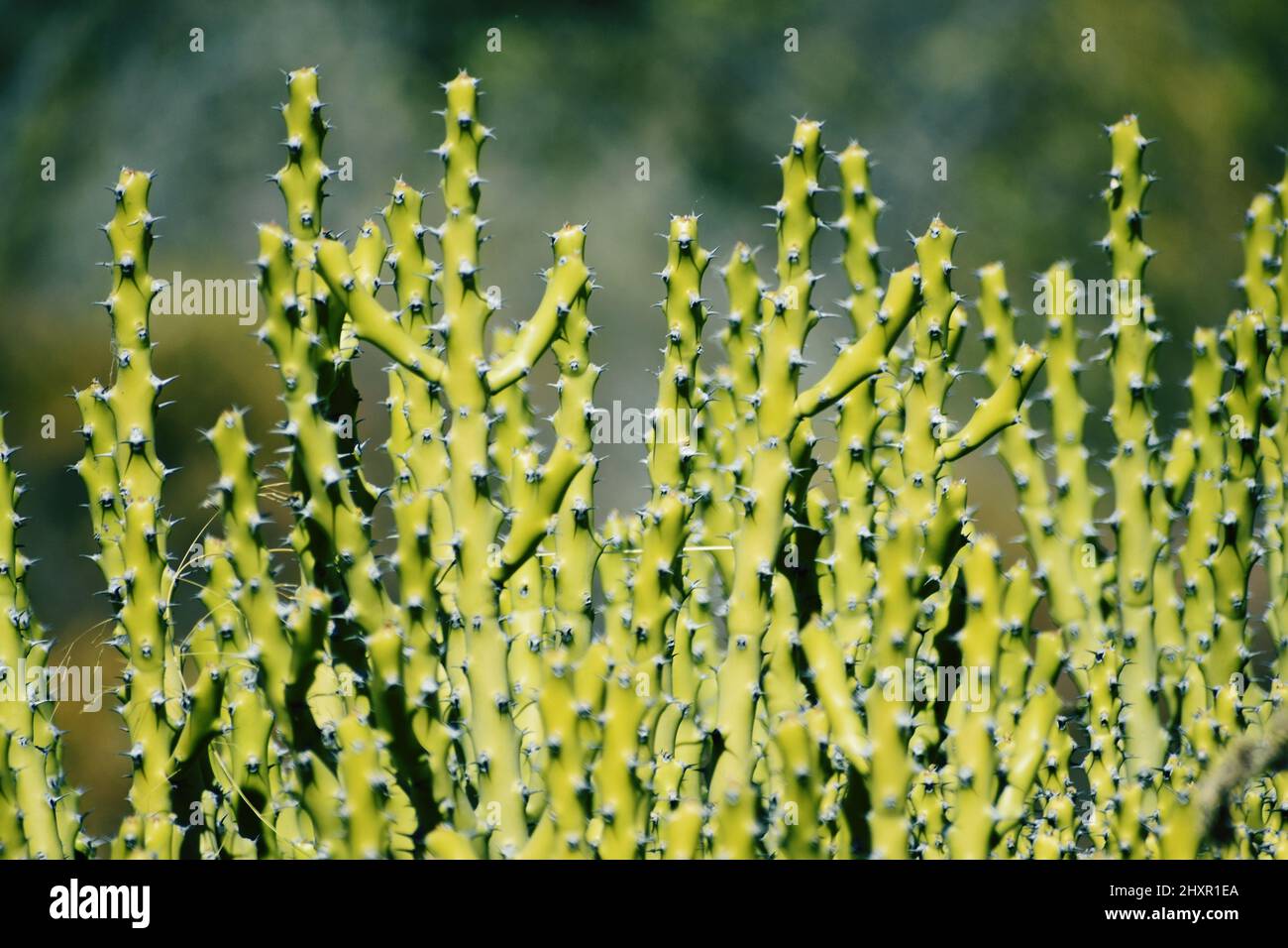 Schnapper der grünen Kaktuspflanze Stockfoto