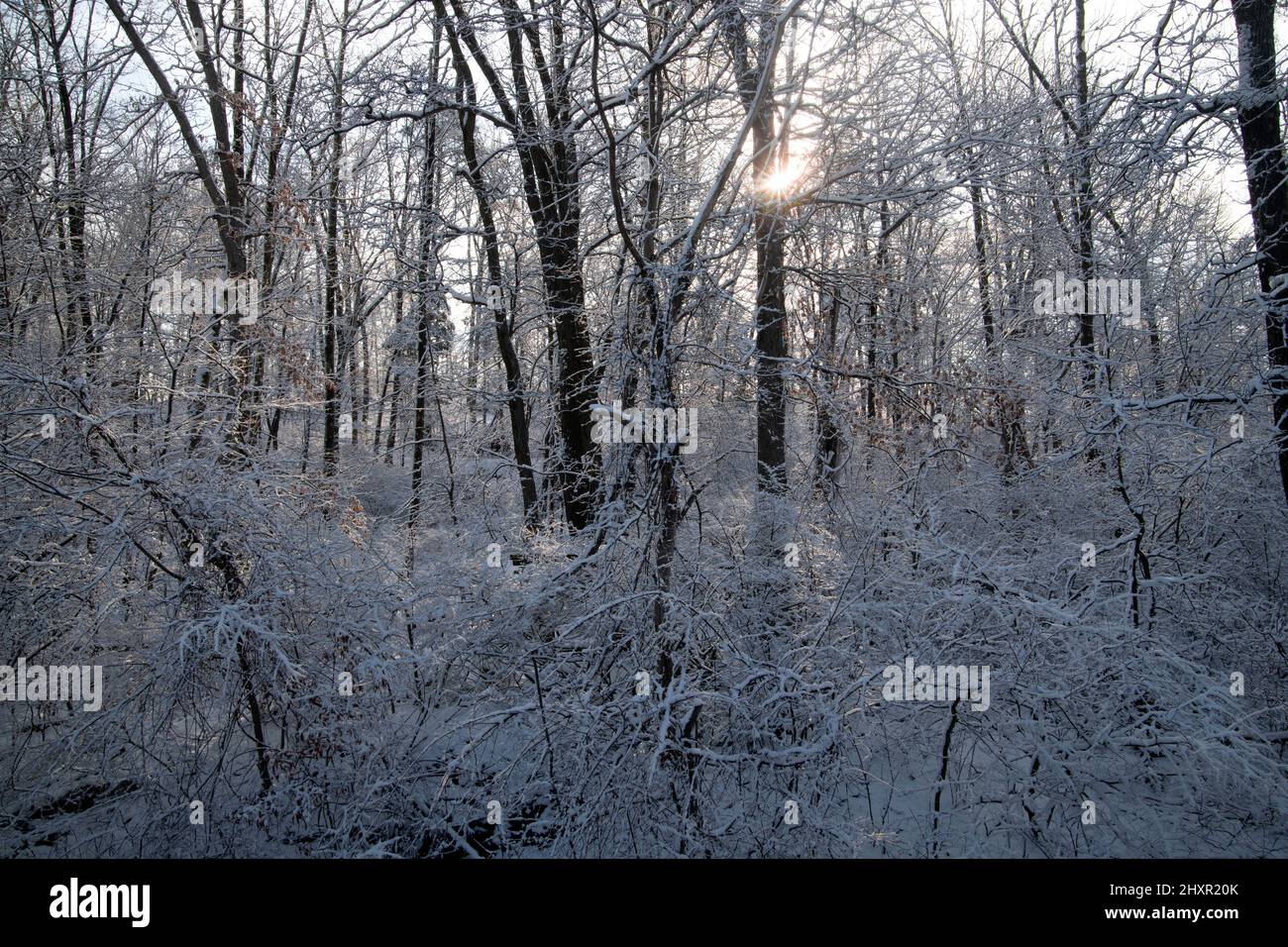 Wirklich, der Frühling kommt Stockfoto