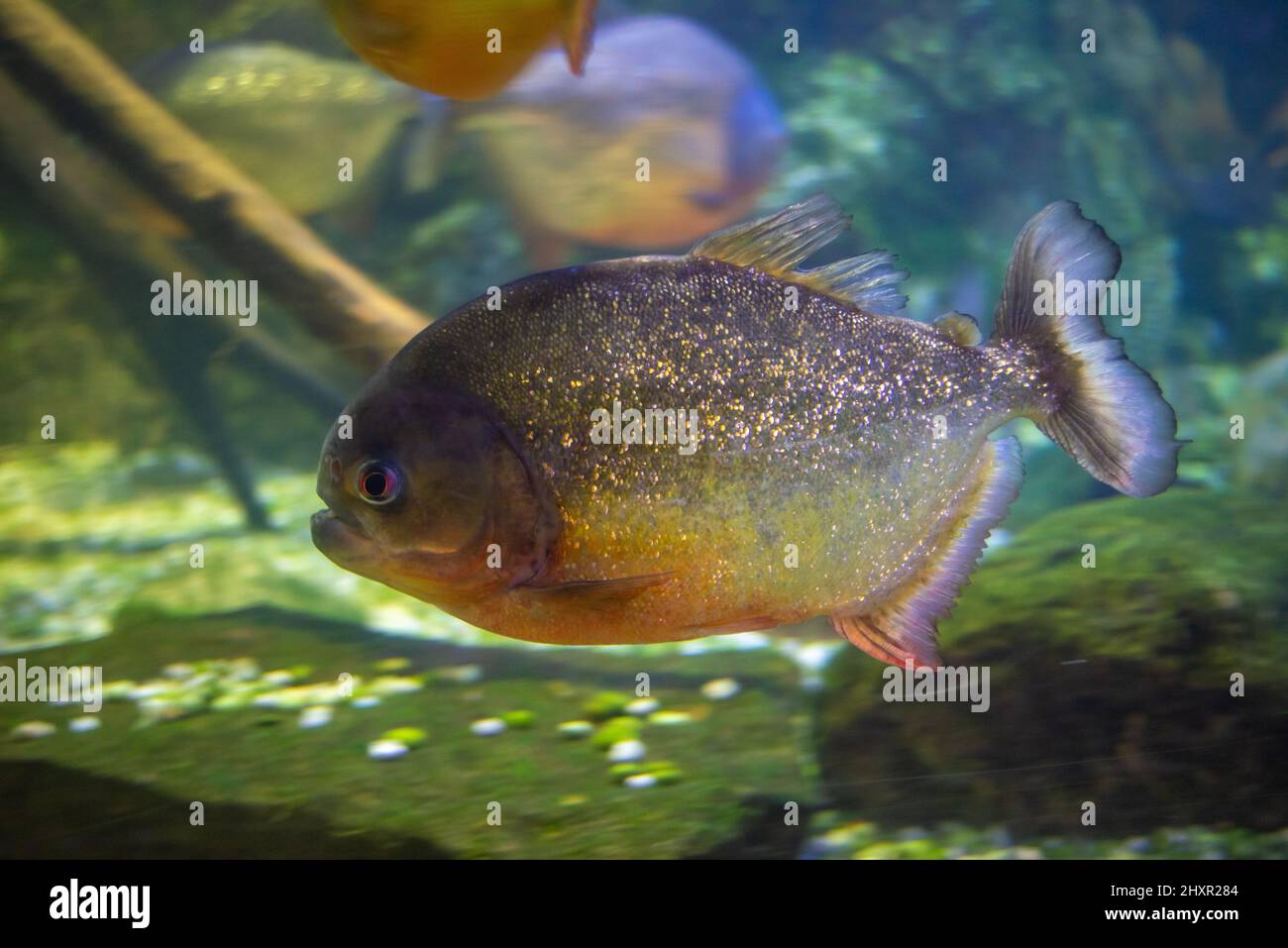 Exotische Piranha im Aquarium, rotbauchige Piranha, Pygocentrus