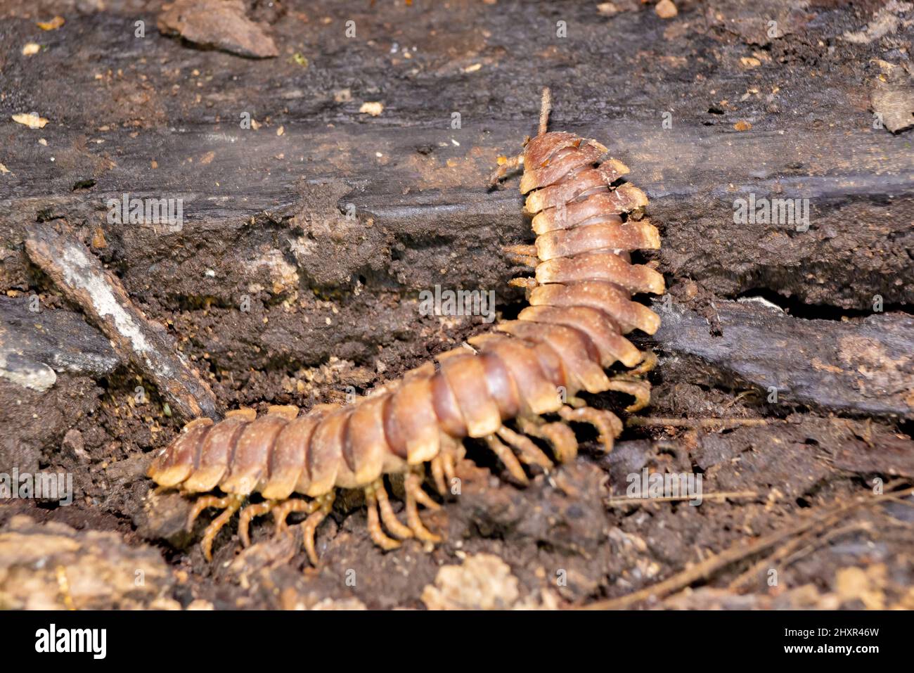 Riesenwanze, großer Tausendfüßler. python-Tausendfüßler, Nyssodesmus-Python Stockfoto