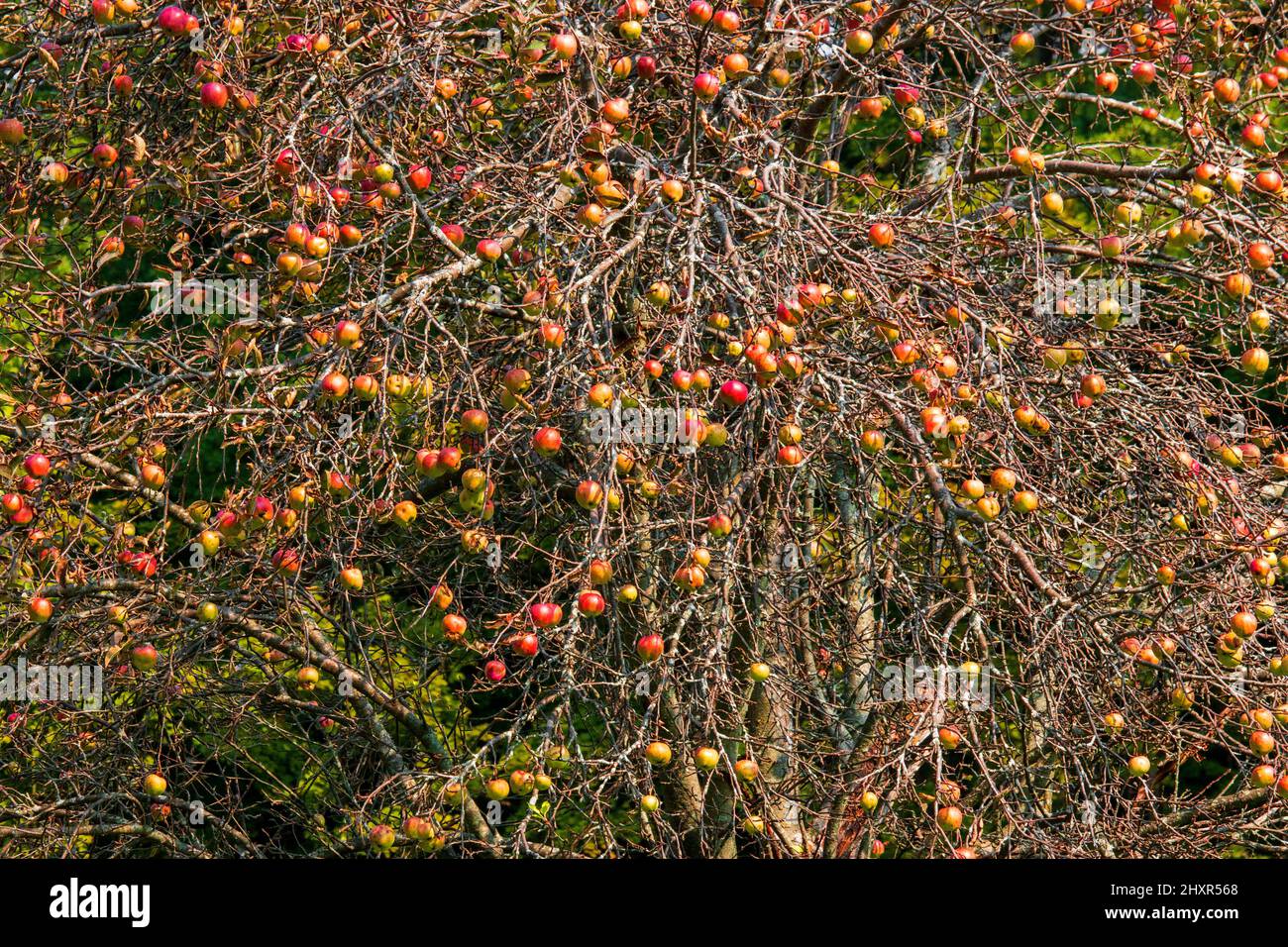 Ein wilder Hausapfelbaum, der in den Pocono Mountains in Pennsylvania eine große Menge Früchte trägt Stockfoto