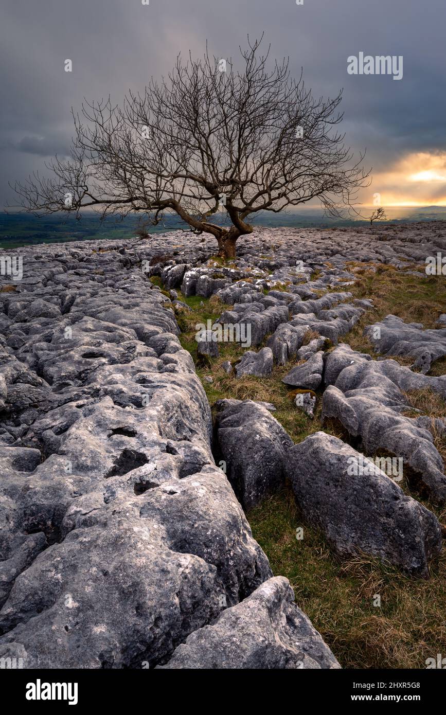 Ein alter, charaktervoller Baum stand einsamer auf einer seltsamen, kargen Landschaft mit herrlichem Licht, das durch dicke Wolken in die Landschaft brach. Yorkshire Dales. Stockfoto