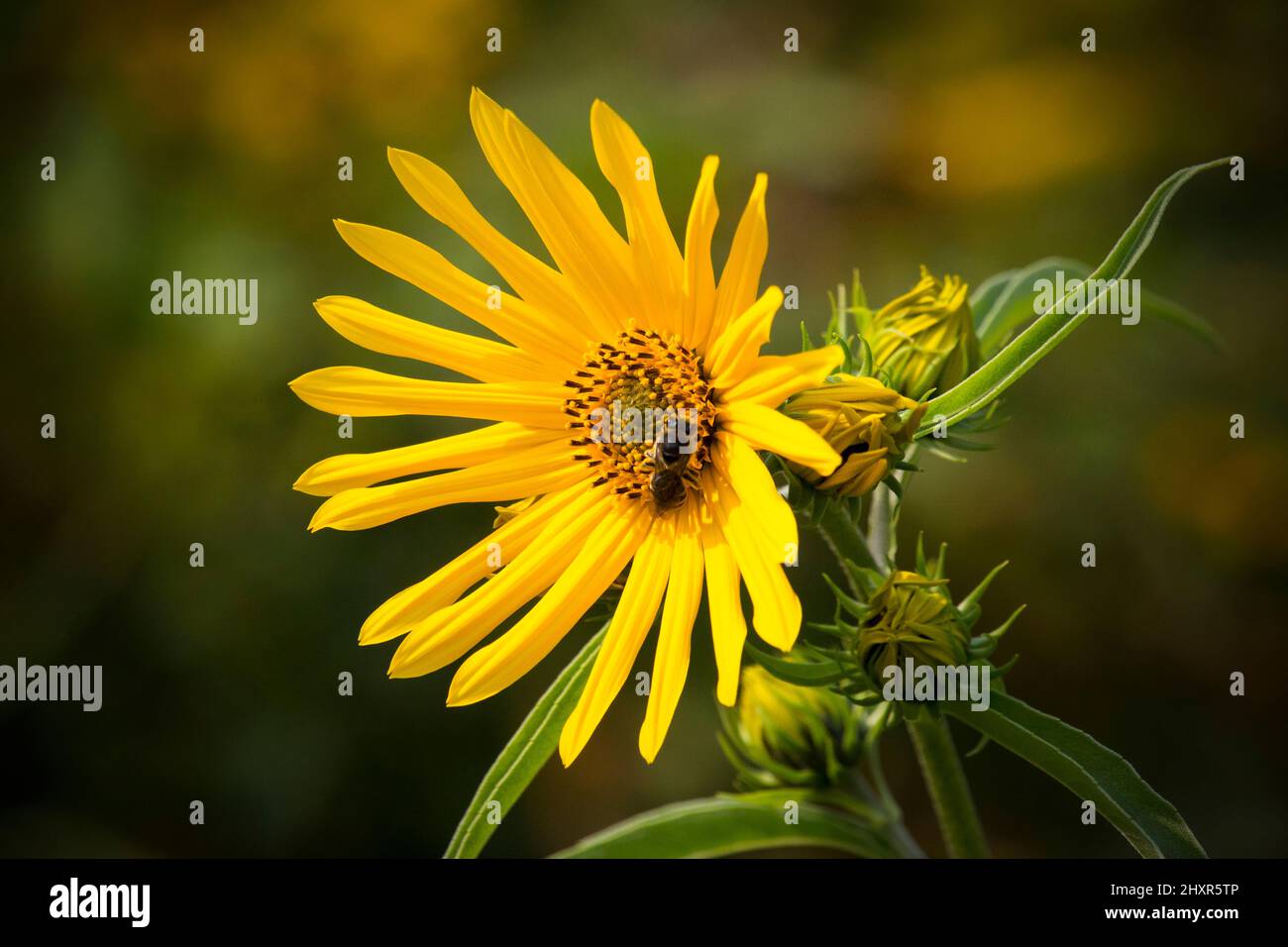 Eine Honigbiene auf einer hohen Sonnenblume in Pennsylvanias Pocono Mpuntains Stockfoto