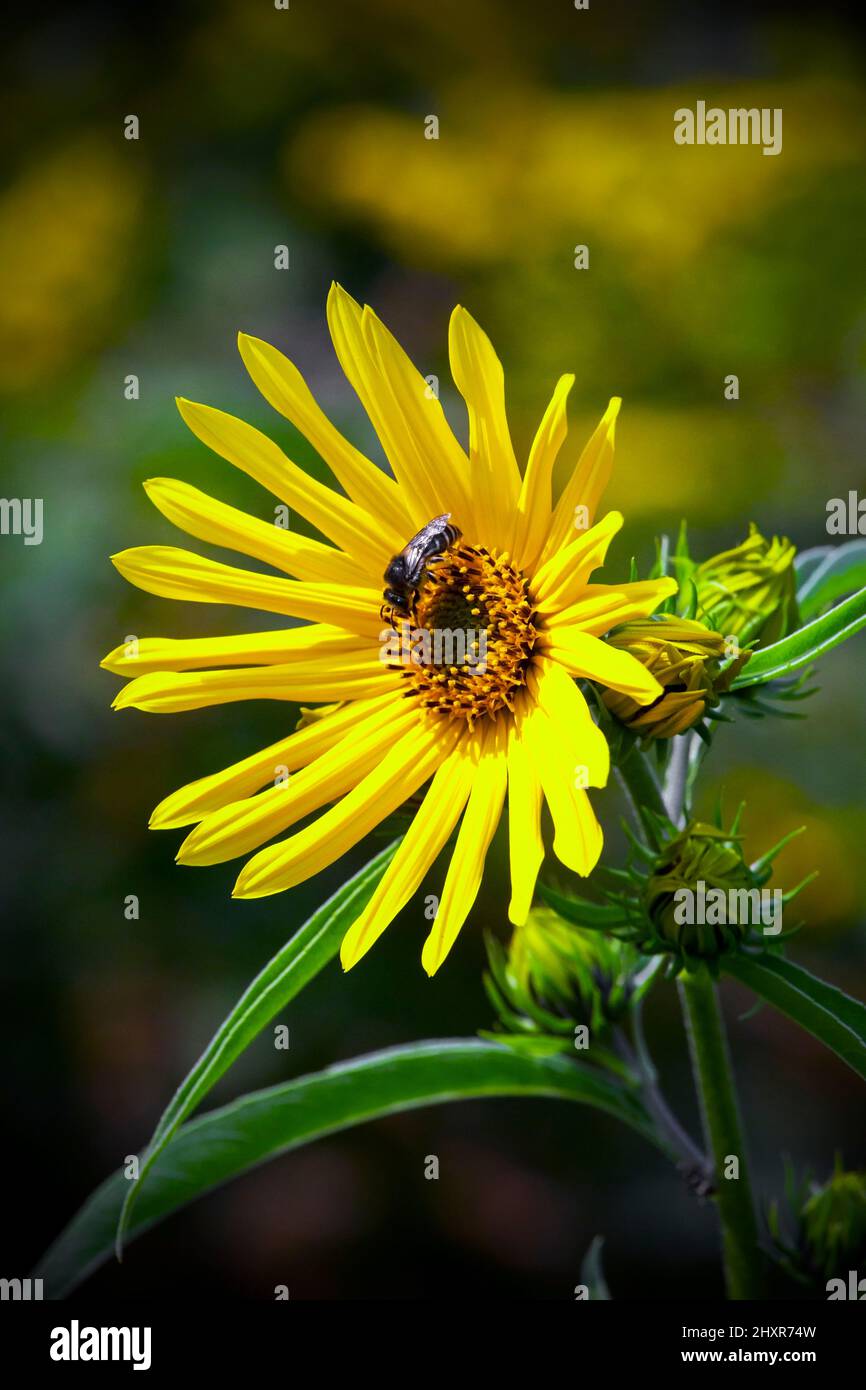 Eine Honigbiene auf einer hohen Sonnenblume in Pennsylvanias Pocono Mpuntains Stockfoto
