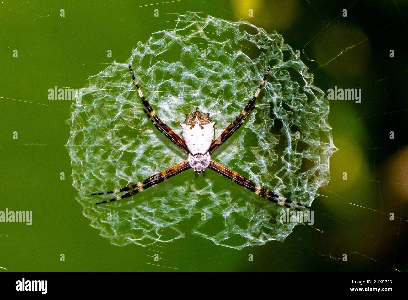 Spinne im Netz, Orb-Weaver. Wespenspinne Argiope submaronica Stockfoto