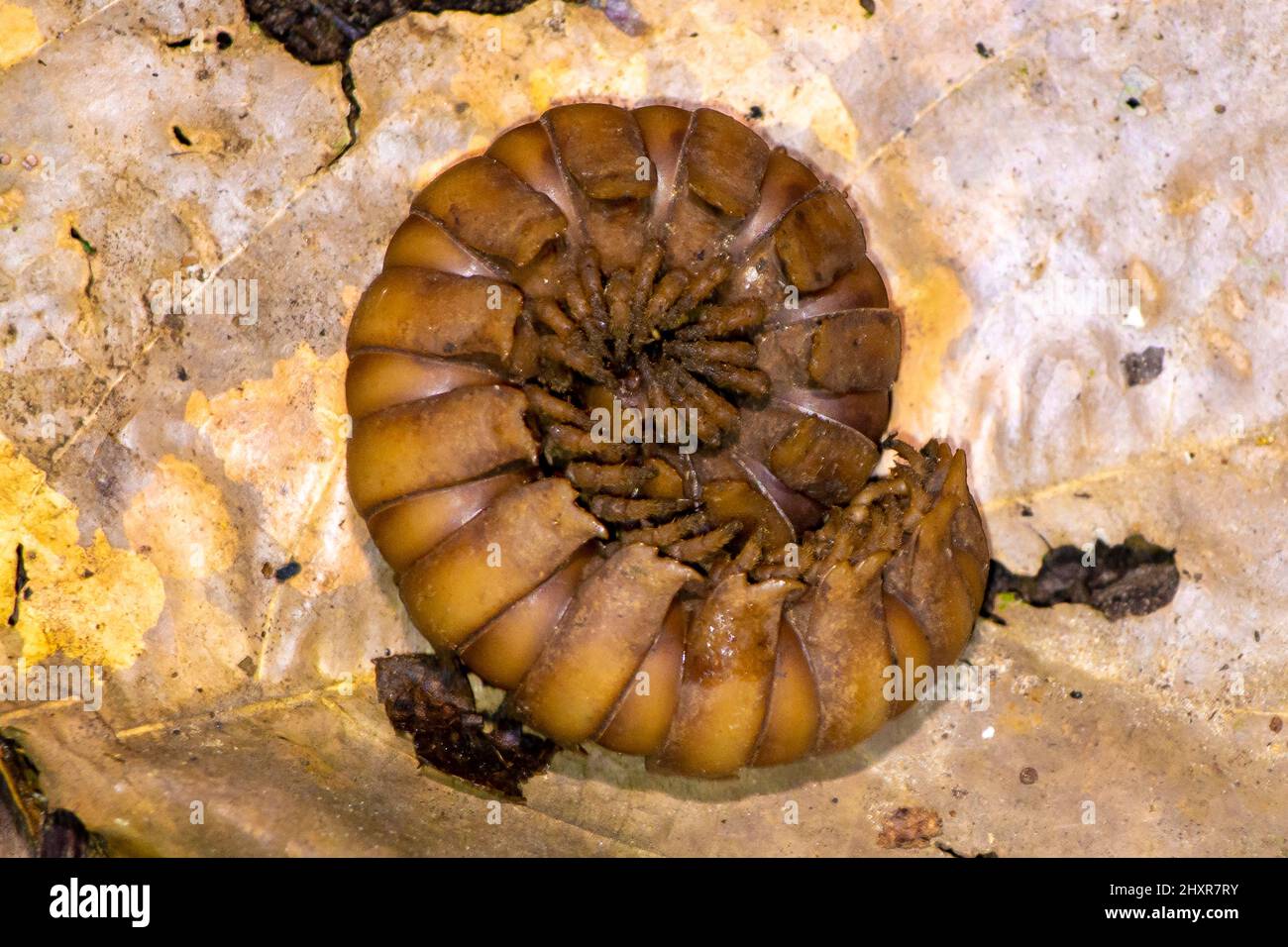 Riesenwanze, großer Tausendfüßler. python-Tausendfüßler, Nyssodesmus-Python Stockfoto