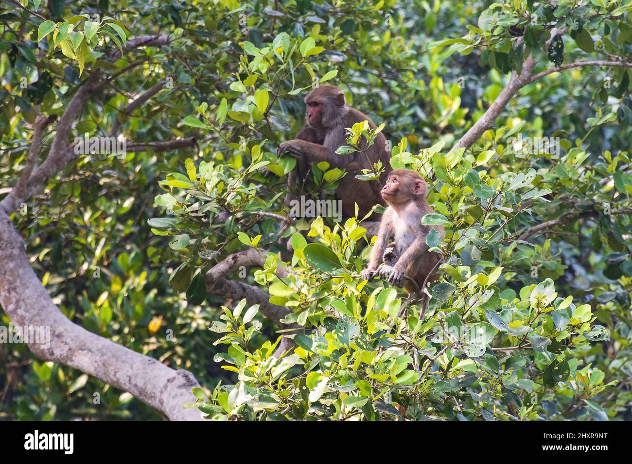 Rhesus Macaque Baby Monkey mit seiner Mutter im Hintergrund Bangladesh Sundarbans Stockfoto