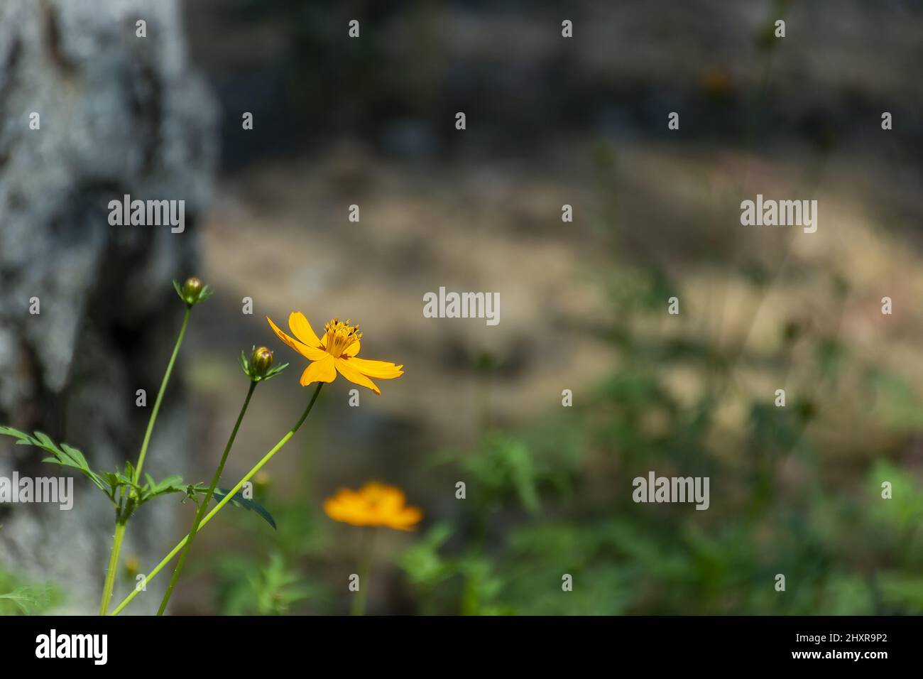 Gelb, bollig, Butterblume, St. Anthony's, Rübe, Stockfoto