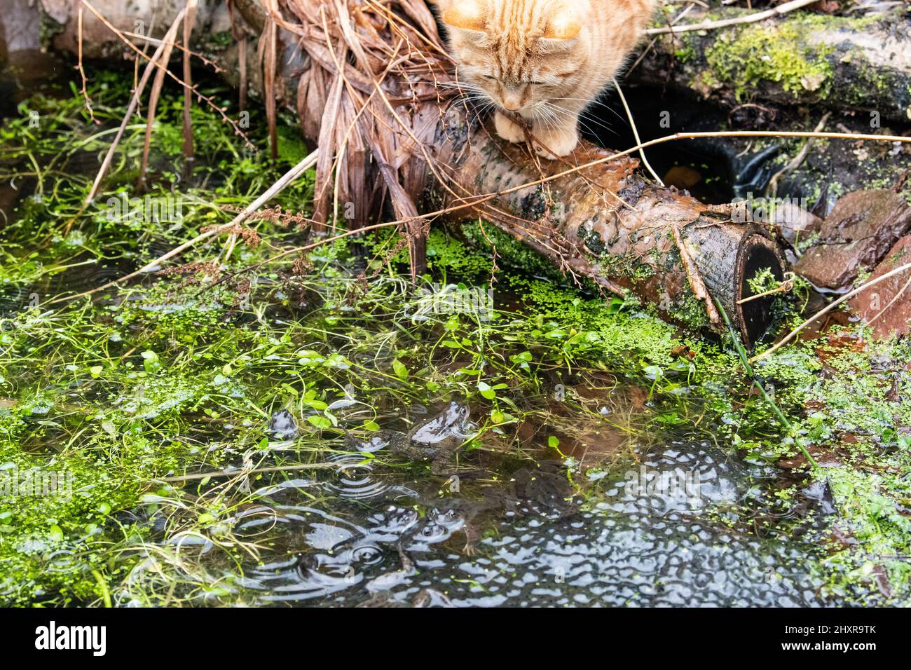 Stirling, Schottland, Großbritannien. 14. März 2022. Wetter in Großbritannien - eine Katze wartete darauf, dass sich ein Frosch nahe genug wagt, um ihn bei einem Regenschauer in einem Stirling-Garten zu fangen.Quelle: Kay Roxby/Alamy Live News Stockfoto