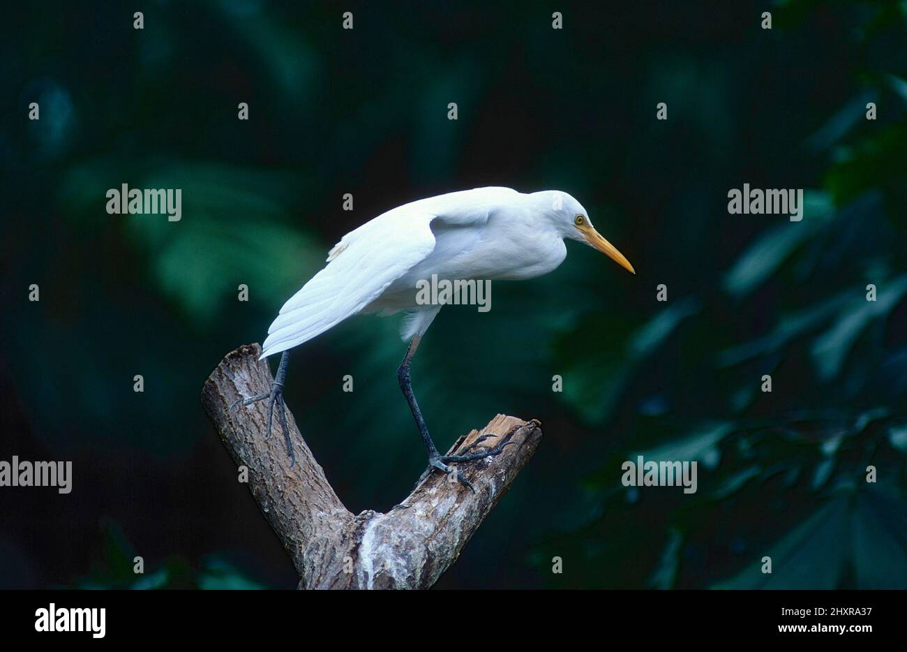 Mittelreiher, Ardea intemedia, Ardeidae, Vogel, Tier, Singapur Stockfoto