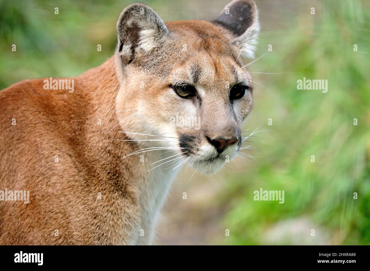 Puma, Puma concolor, Felidae, Portrait, Raubtier, Säugetier, Tier, Captive, Zoo, Calgary, Alberta, Kanada Stockfoto