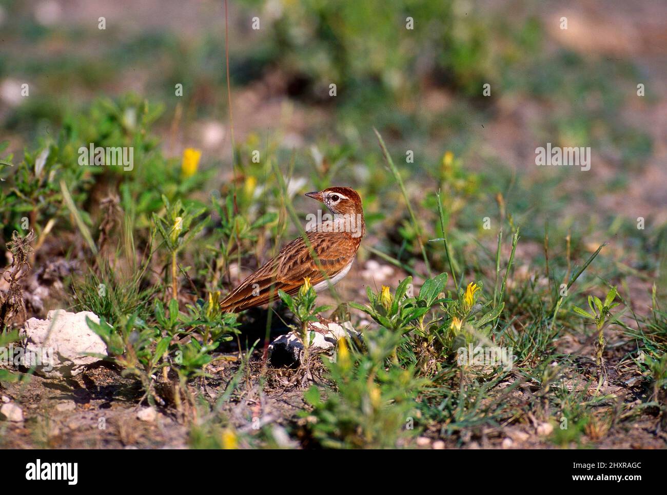 Rotkappenlerche, Calandrella cinerea, Alaudidae, Vogel, Tier, Etosha Nationalpark, Namibia Stockfoto