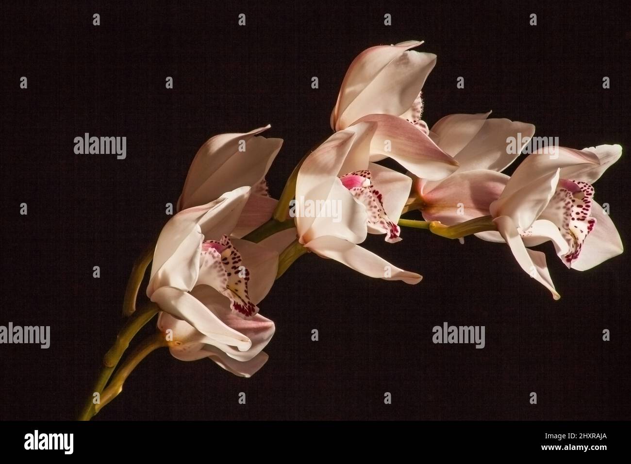 Cymbidium Orchidee Blumen 8842 Stockfoto