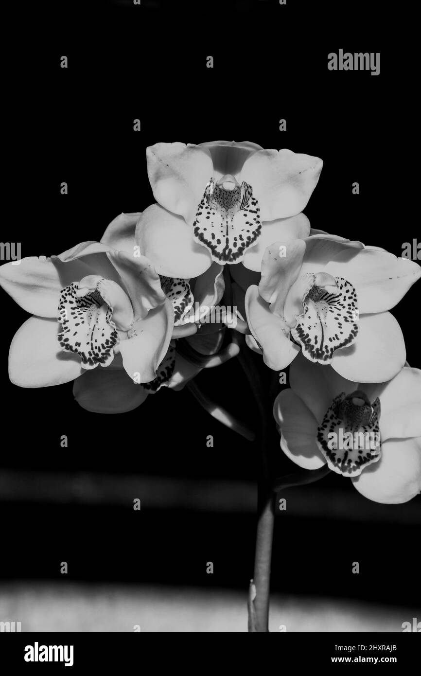 Cymbidium Orchidee Blumen 8846 Stockfoto