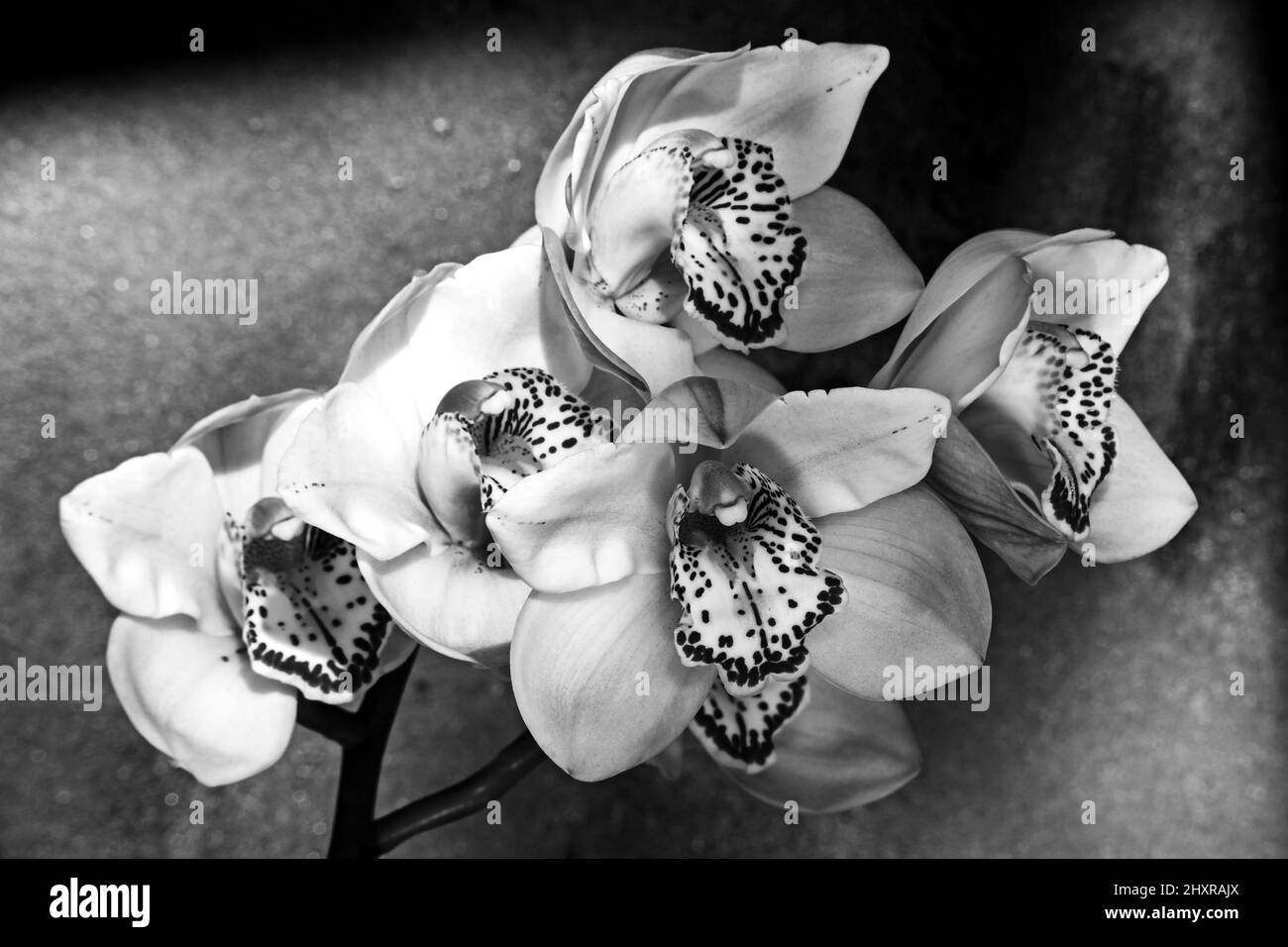 Cymbidium Orchidee Blumen 8845 Stockfoto