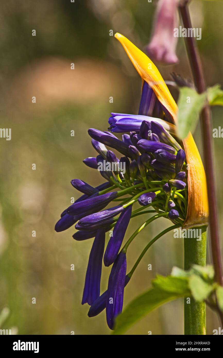 Agapantthus Flower Eröffnung 15322 Stockfoto