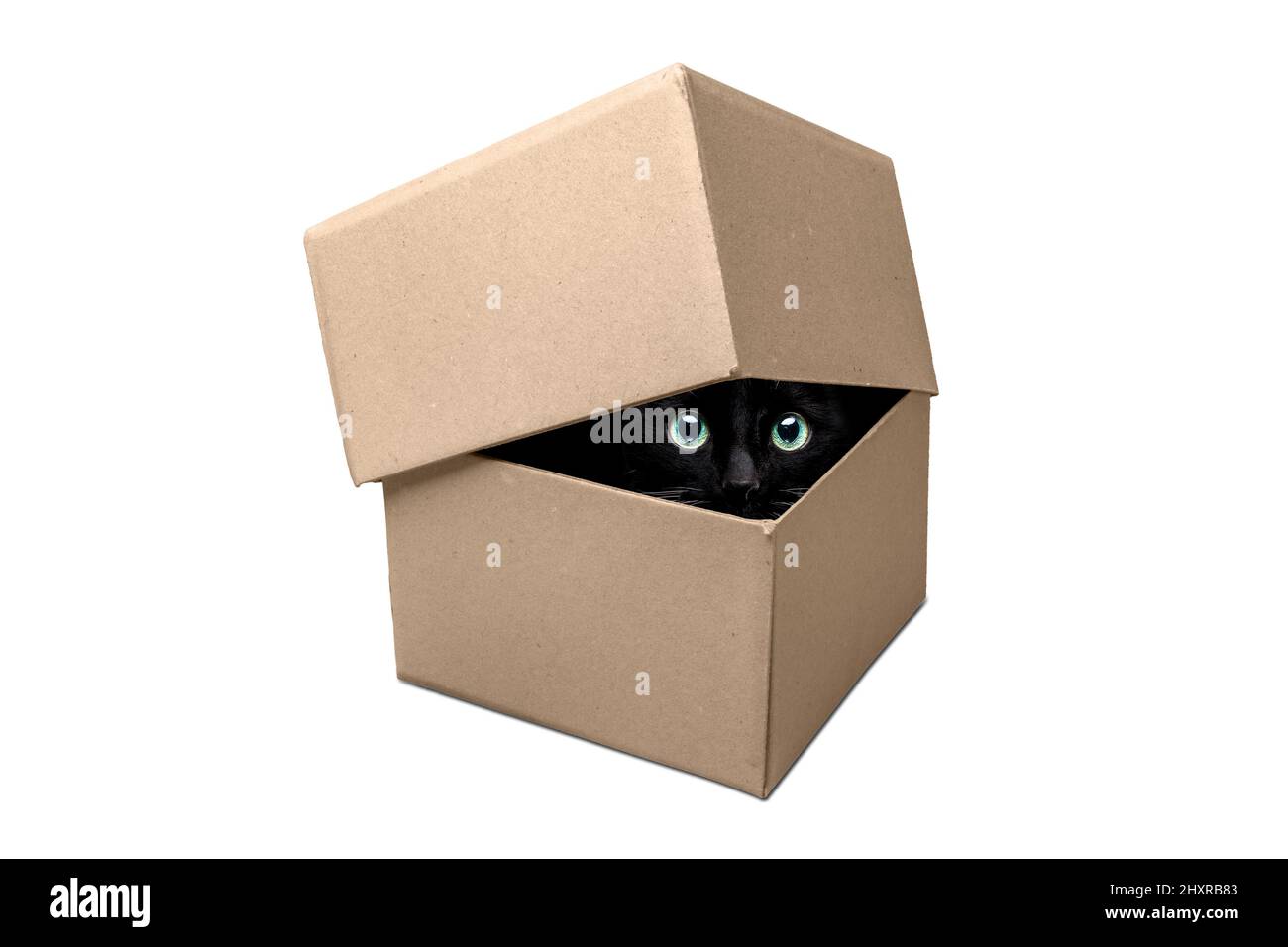 Katzenaugen schauen aus einem Karton - isoliert auf Weiß Stockfoto