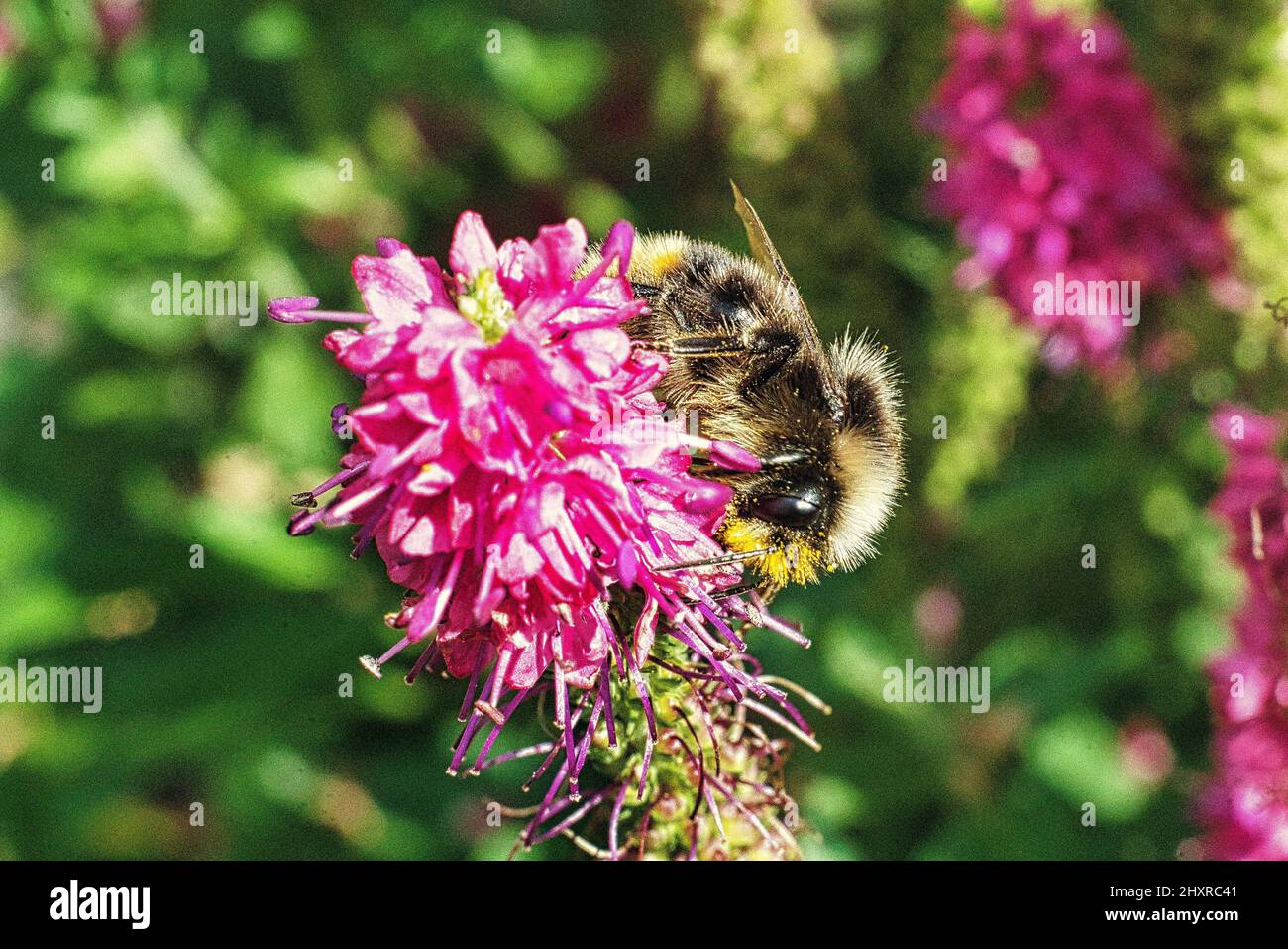 Nahaufnahme der Biene, die einen Pollen aus der Lupinenblume im Garten auf dem verschwommenen Hintergrund nimmt Stockfoto