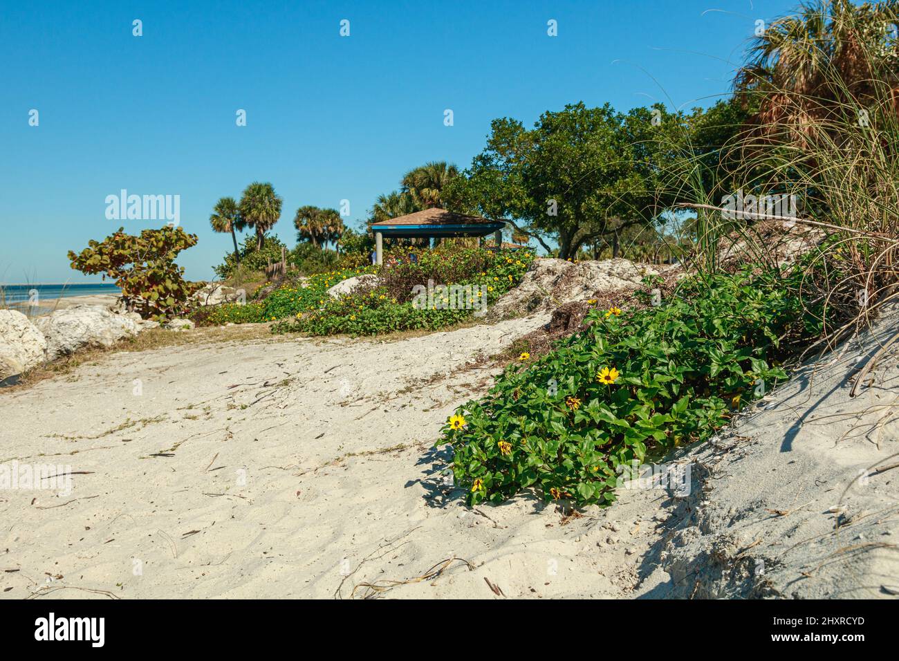 Grüne Vegetation an der sandigen Küste gegen den blauen Himmel. Tampa, Florida. Stockfoto