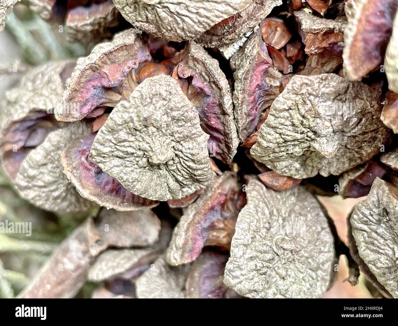 Nahaufnahme von Cupressus sempervirens frischen Zapfen Stockfoto