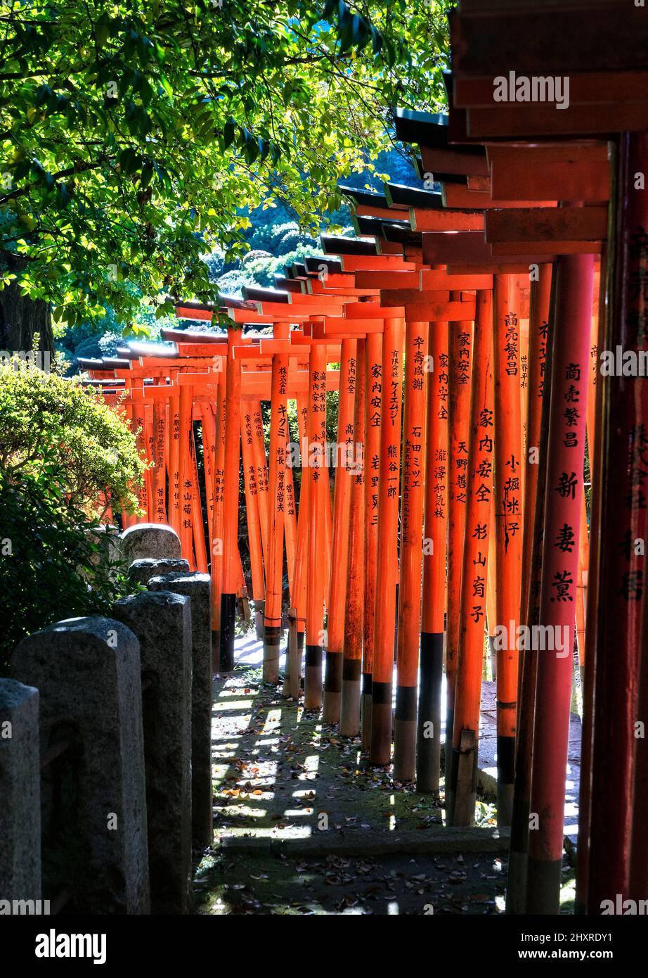 Japan, Honshu Island, Kanto, Tokio, eine Tori-Gasse in einem Heiligtum. Stockfoto