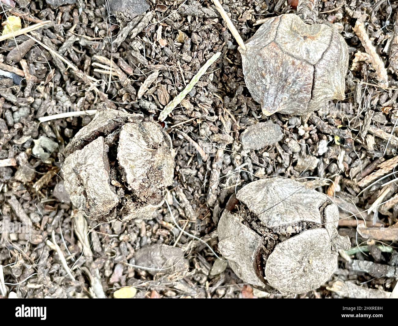 Nahaufnahme von gefallenen Cupressus sempervirens verfaulten Kegeln auf dem Boden Stockfoto