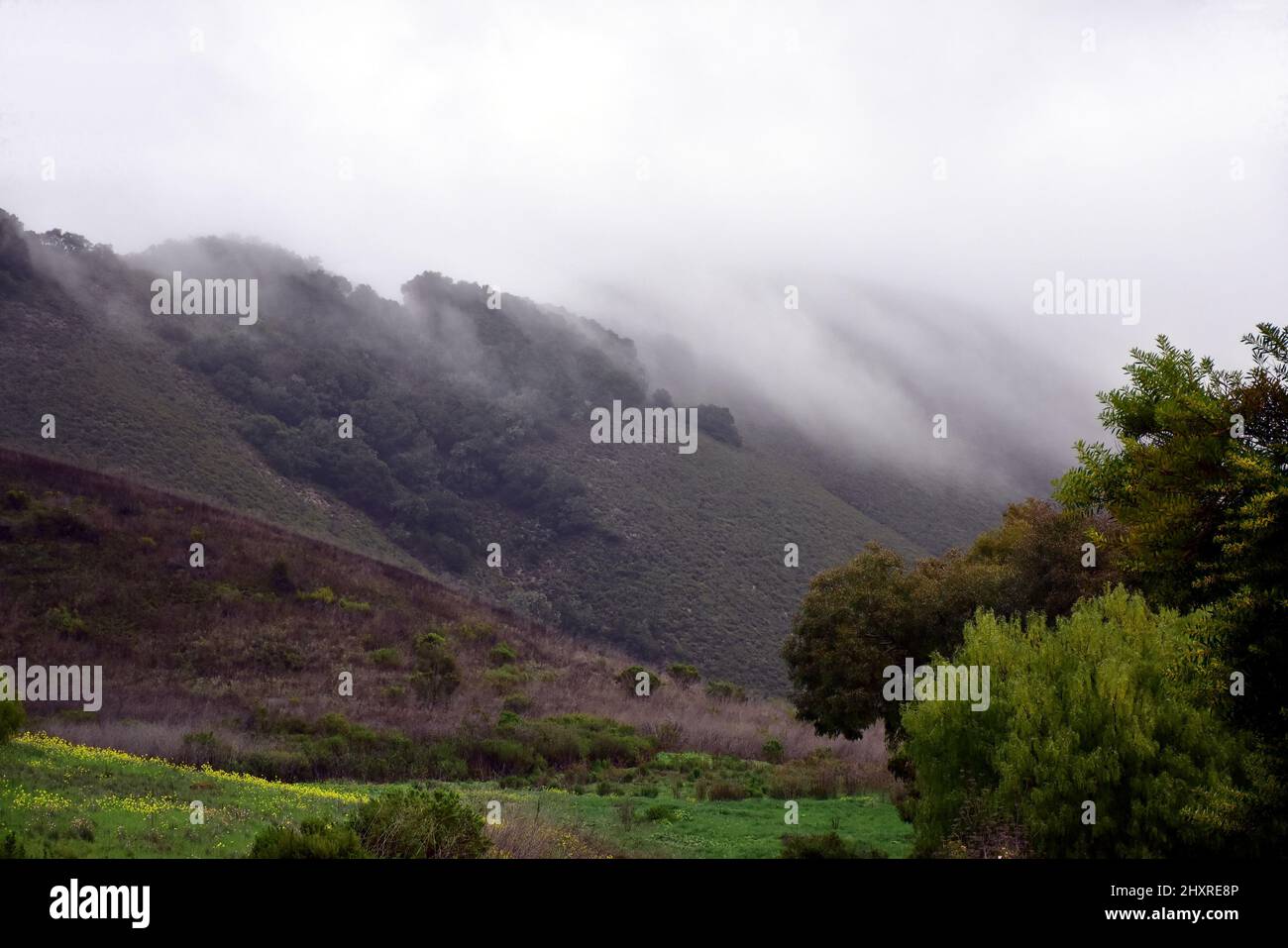 Nebel gleitet über die Dark Green Hills in das Green Valley mit Senfpflanzen Stockfoto